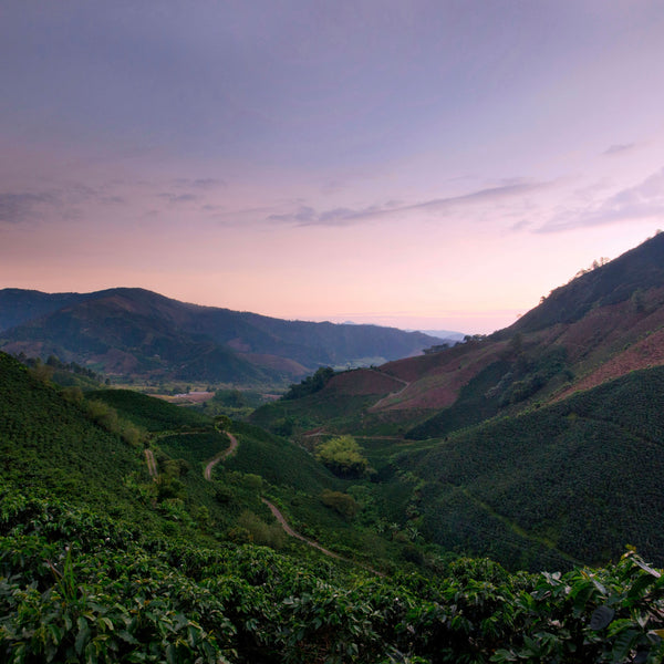 At Origin: Colombia