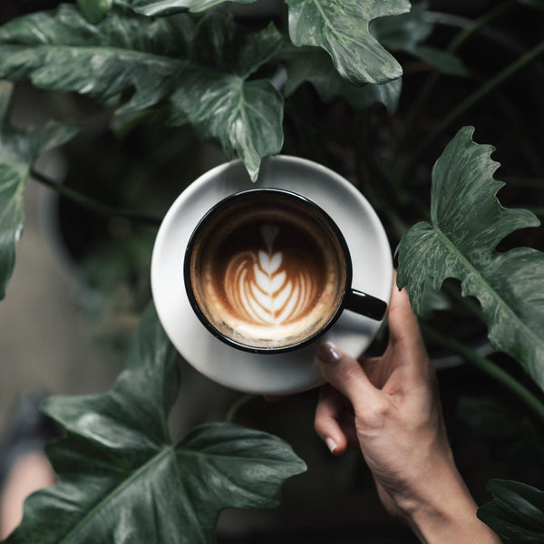 Caffeine Wisdom: Cappuccino vs Latte vs Flat White and more