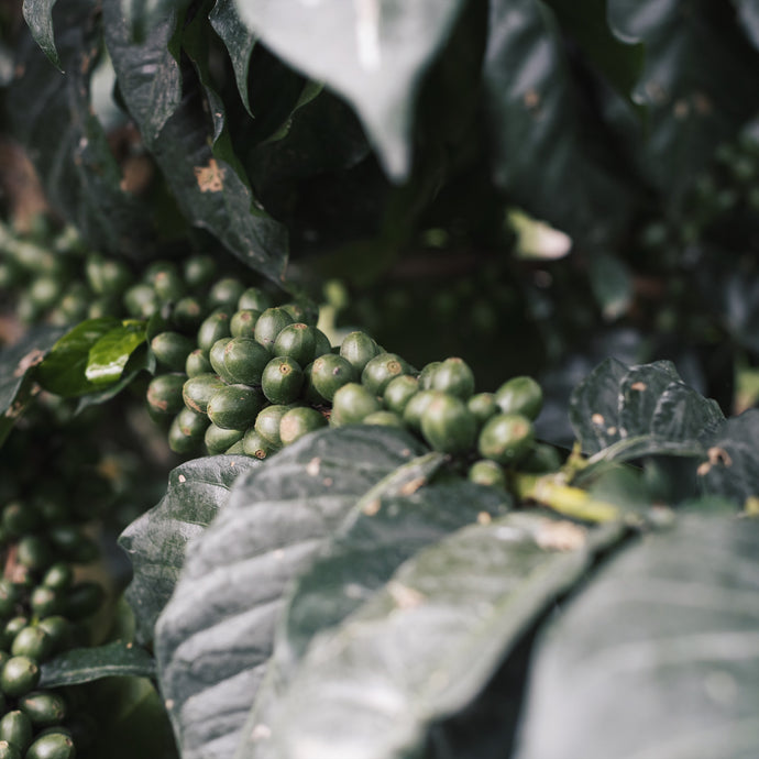 Caffeine Wisdom: The A to Z of Coffee Varieties
